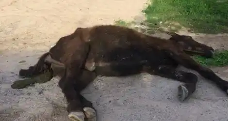 Caballo agonizando