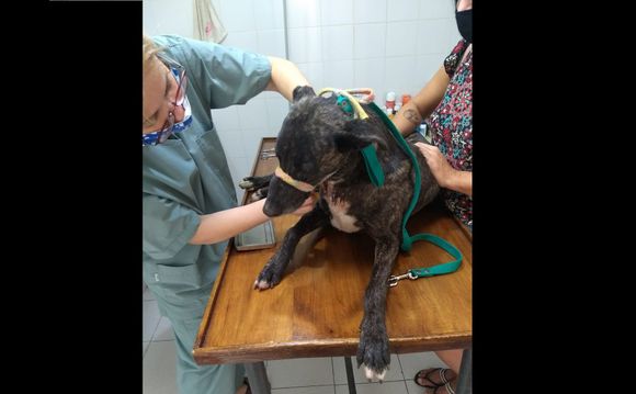 Mascota en adopción