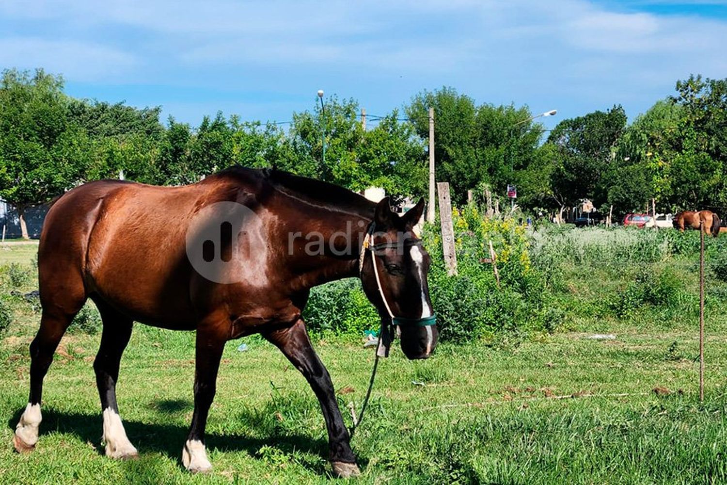 Una mujer murió por encefalitis equina y ya son dos las víctimas desde el inicio del brote