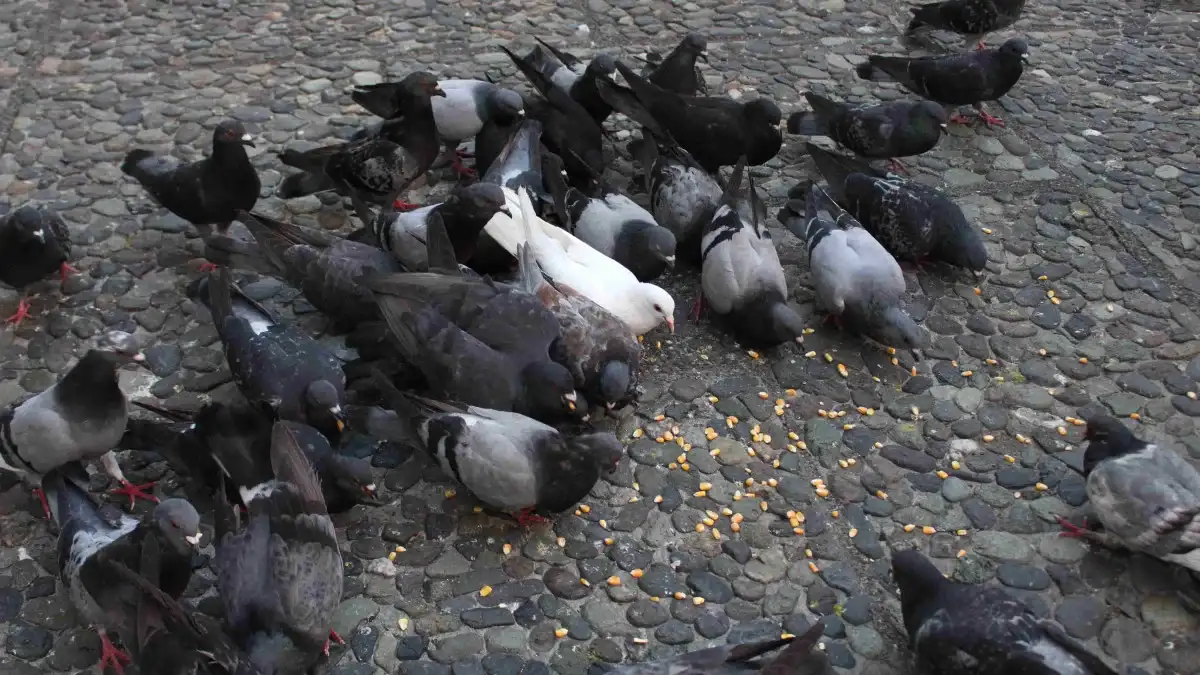 Preocupa la sobrepoblación de palomas y analizan medidas para reducir su impacto sanitario