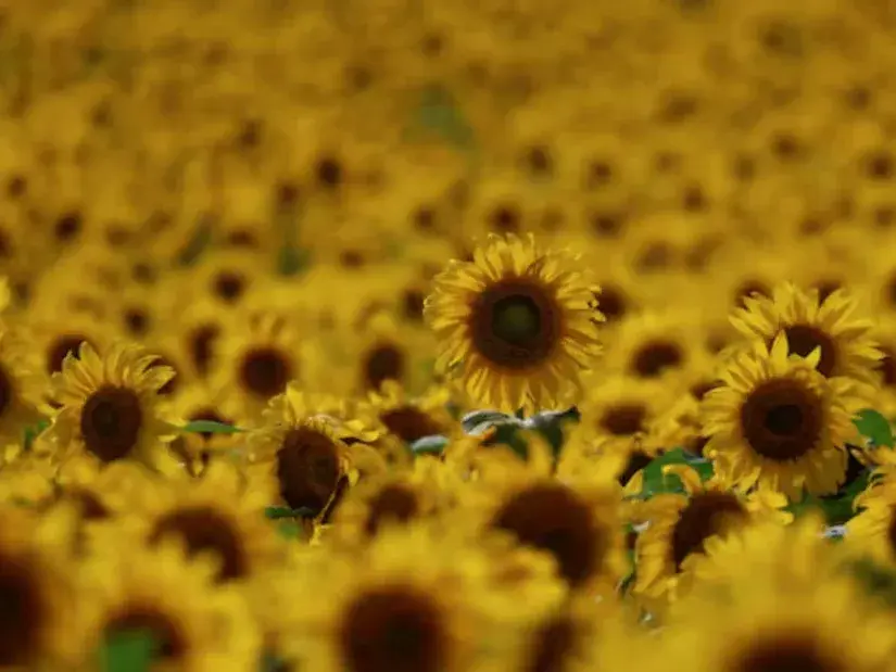 El girasol apunta a un nuevo récord: proyectan 3 millones de hectáreas para la campaña 2026/27