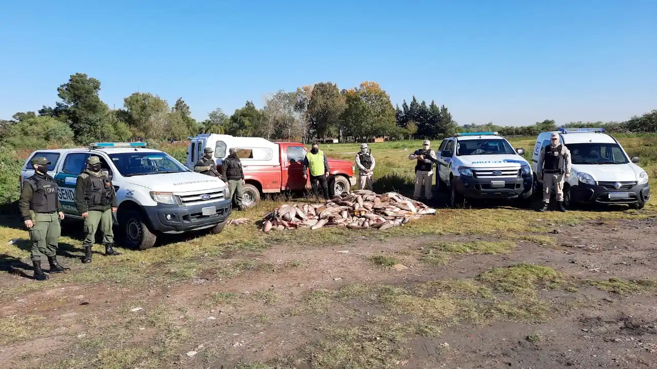 Trasladaba una tonelada y media de pescado en descomposición