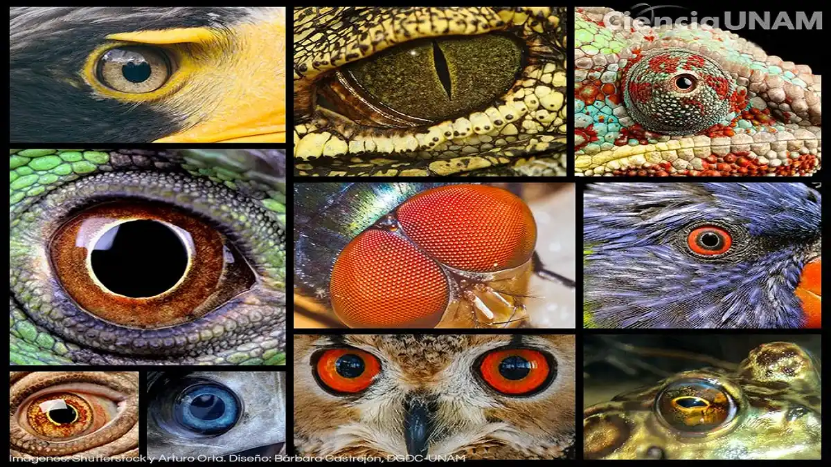 MÁS QUE HERMOSOS O RAROS tienen un propósito: los ojos estos animales te van a sorprender