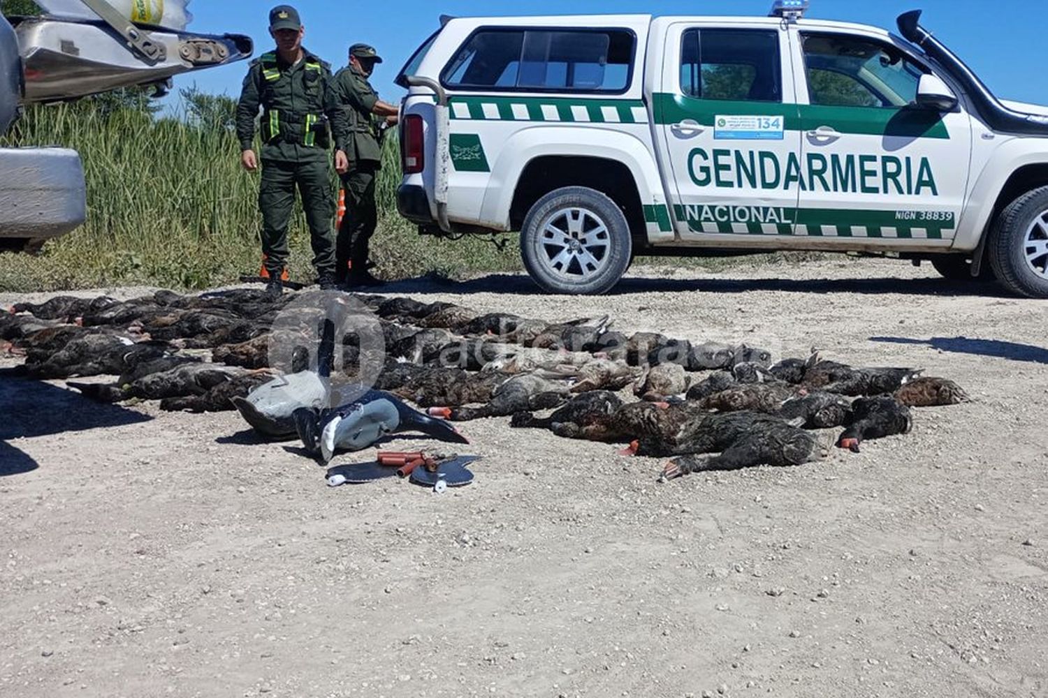 Cacería ilegal: les decomisaron casi cien patos crestones, silbatos llamadores y patos mecánicos