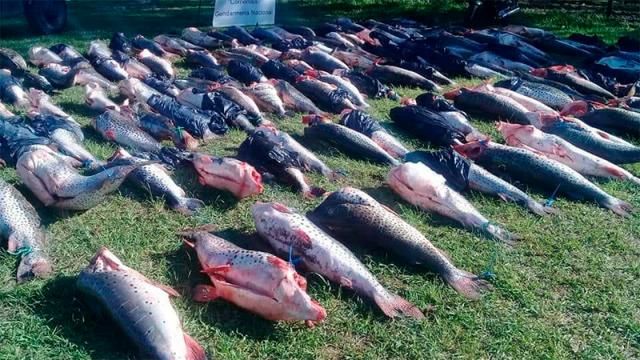 En plena veda, incautaron 6.000 kilos de surubí: Fotos