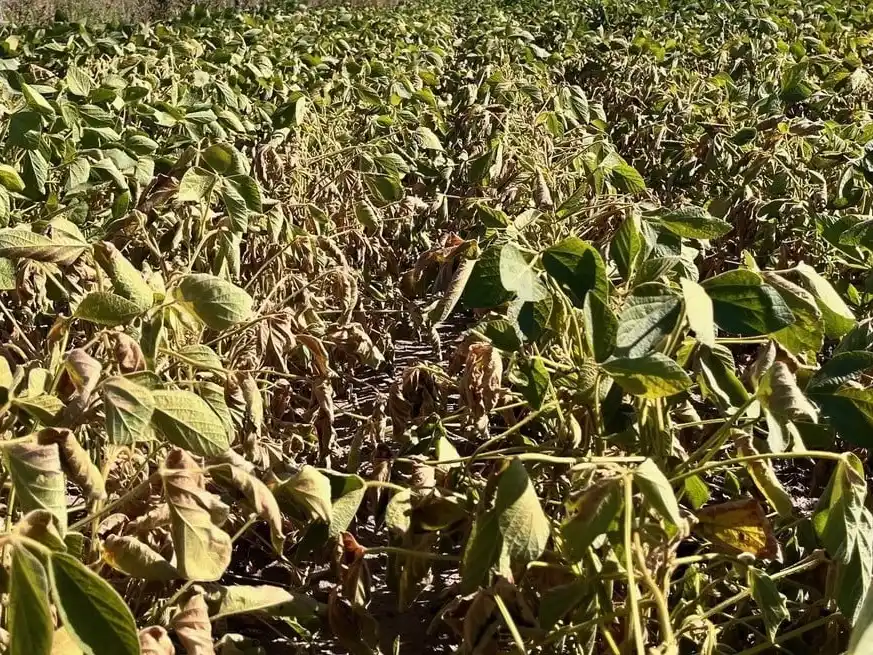 La producción de soja se proyecta en 46,5 Mt, un millón de toneladas menos que hace un mes.