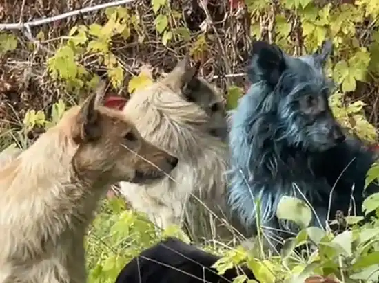 Misterio en Chernobyl: encontraron perros con pelaje azul cerca de la planta nuclear