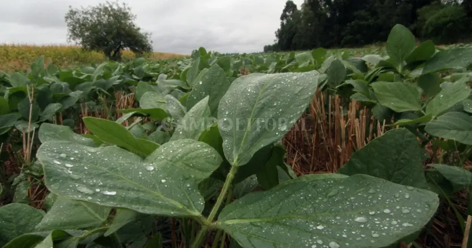 Expertos confirman que el otoño deja atrás la histórica sequía