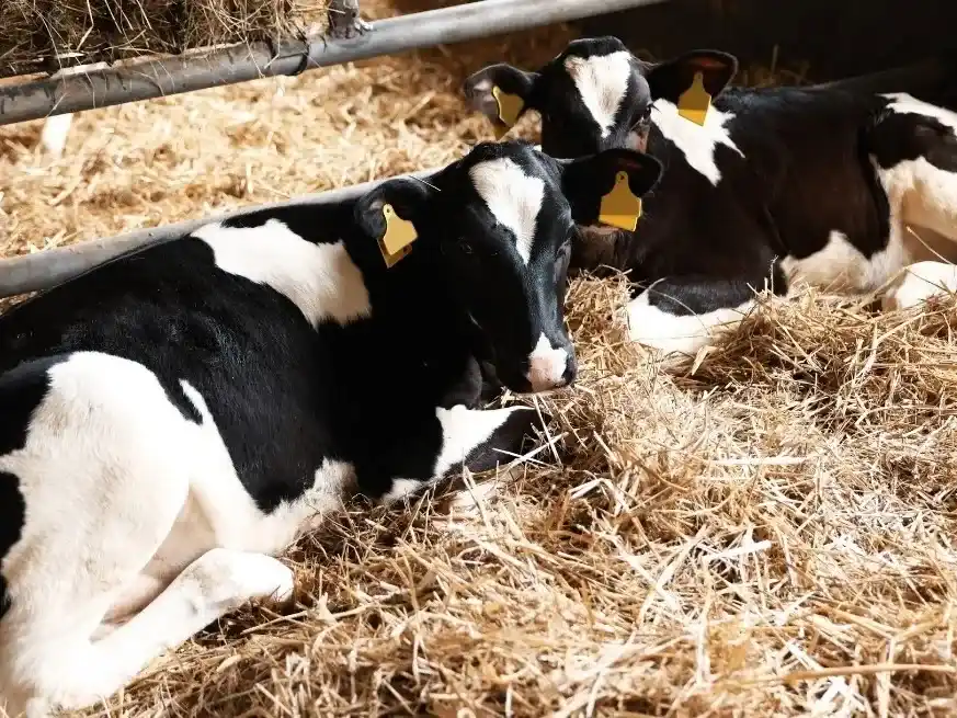 La ganadería argentina apuesta a la recría y la retención.