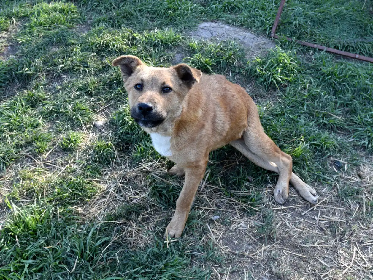 Mascotas como variable de ajuste