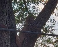 Personal de Fauna de Tandil capturó a un puma que alarmó a un barrio en Balcarce