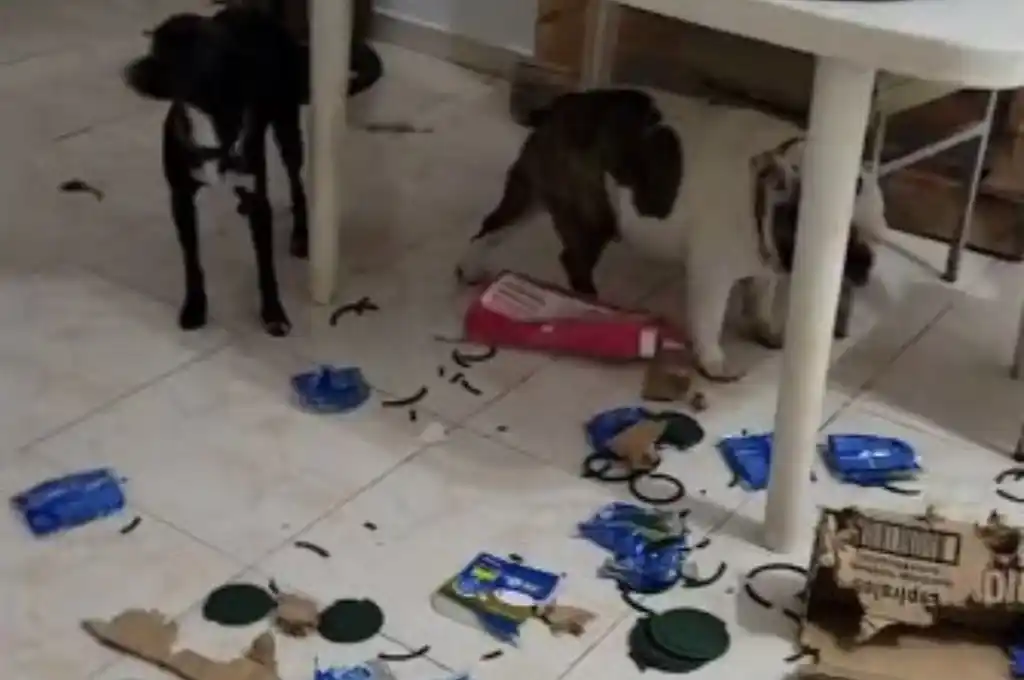 Las mascotas abrieron la caja con todos los espirales comprados y se dedicaron a romperlos.