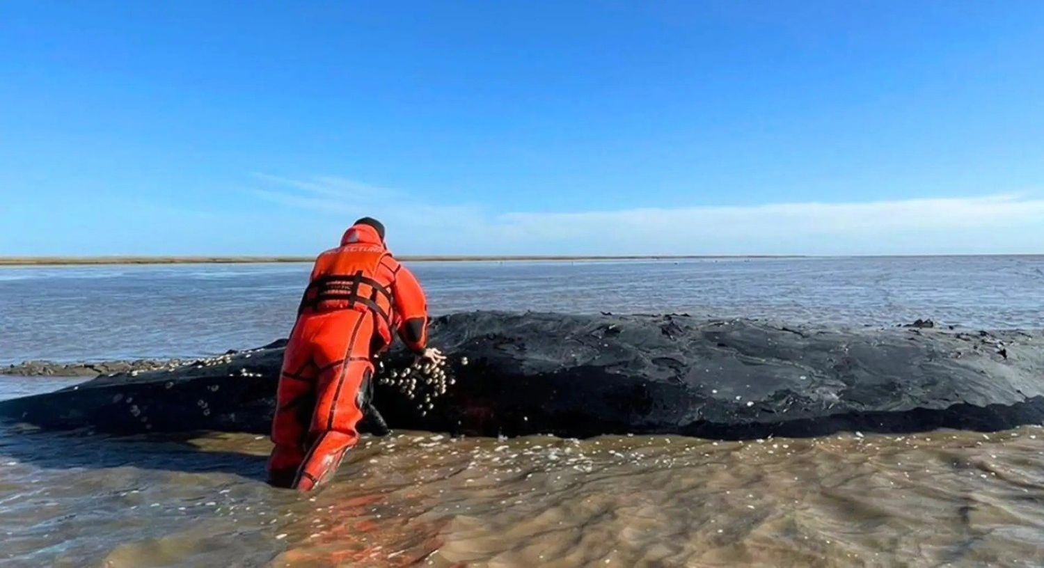 "Pobrecita, la están dejando morir": La ballena varada en Castelli sigue viva después de 60 días sin recibir asistencia