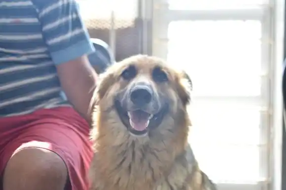 El Quirófano Móvil se traslada al barrio Italia