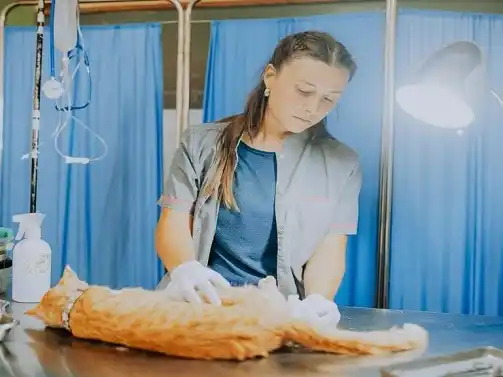 Desde el lunes, cambian las ubicaciones de los quirófanos móviles para animales en Mar del Plata