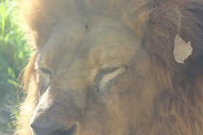 Falleció Nico, el león del Zoo de La Plata