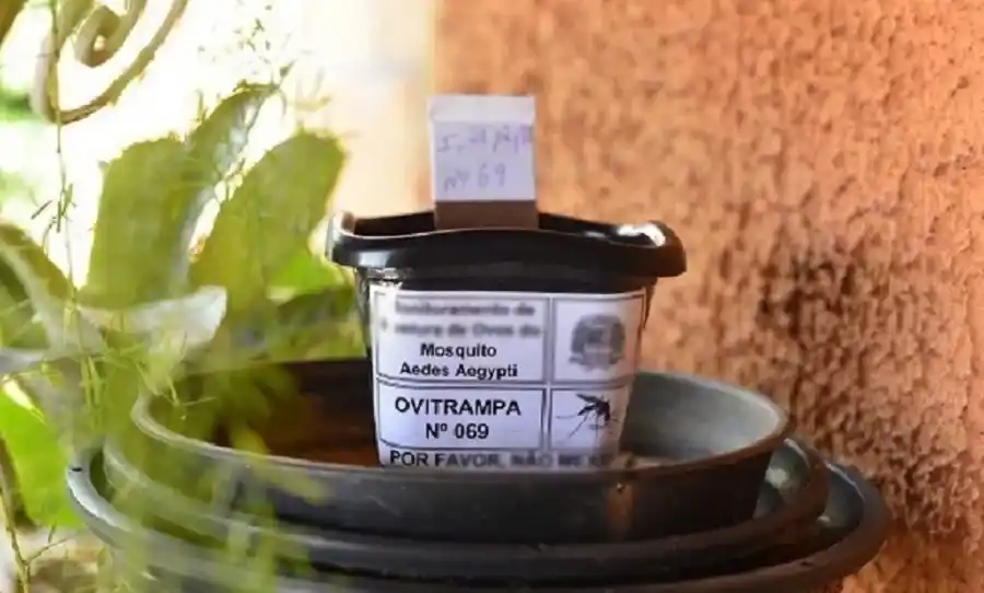 A comienzos de diciembre, las ovitrampas detectaron el inicio de la ovipostura.