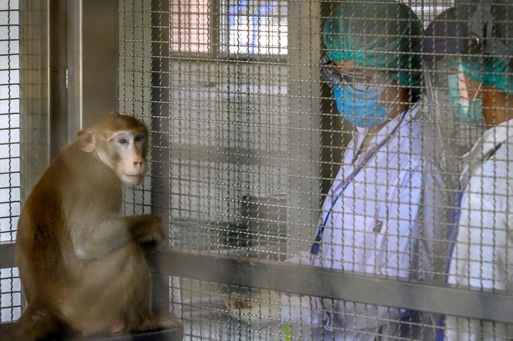Bolivia informa del primer caso sospechoso de viruela del mono