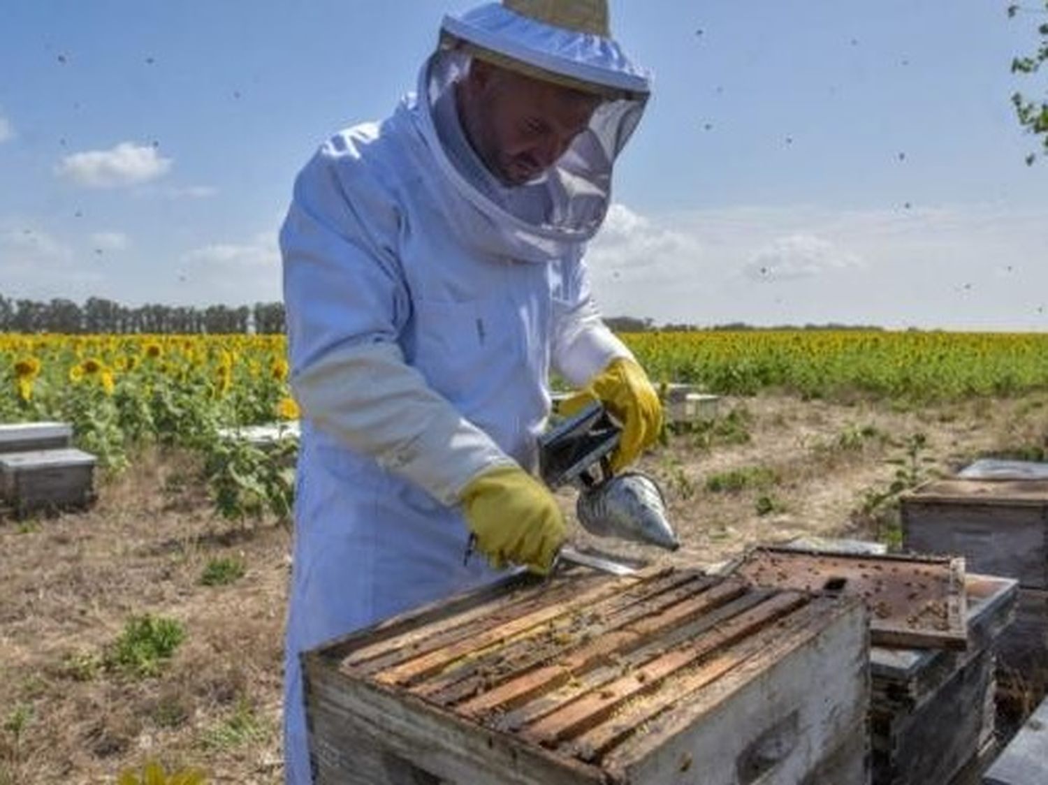 Entre las iniciativas, se entregaron más de 400 kilogramos de miel a jardines e instituciones municipales.