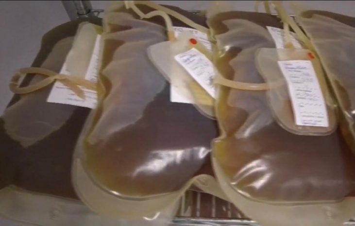 AVANCES CIENTÍFICOS Desarrollan un suero contra la covid-19 a través del plasma de caballos
