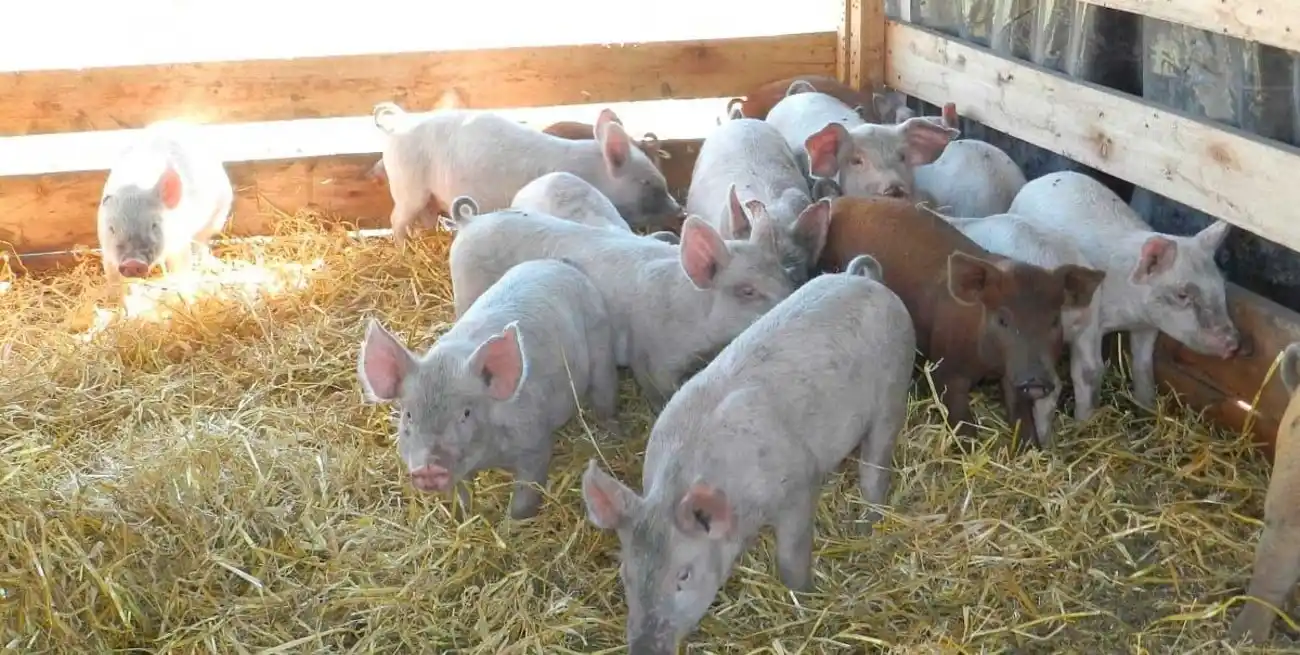 Argentina se posiciona como el segundo mayor consumidor de carne per cápita a nivel global