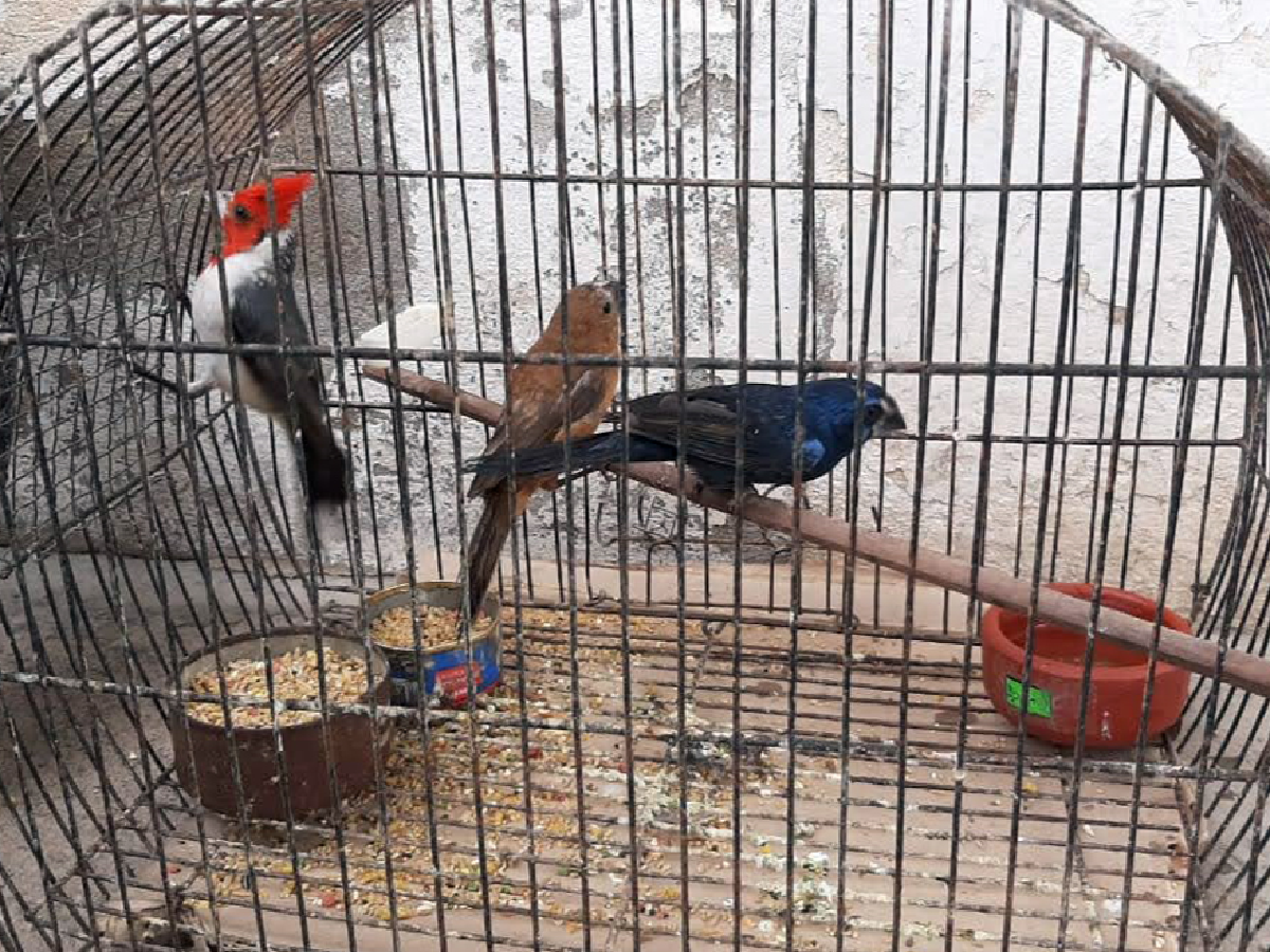 Rescataron a 50 animales silvestres en Villa María