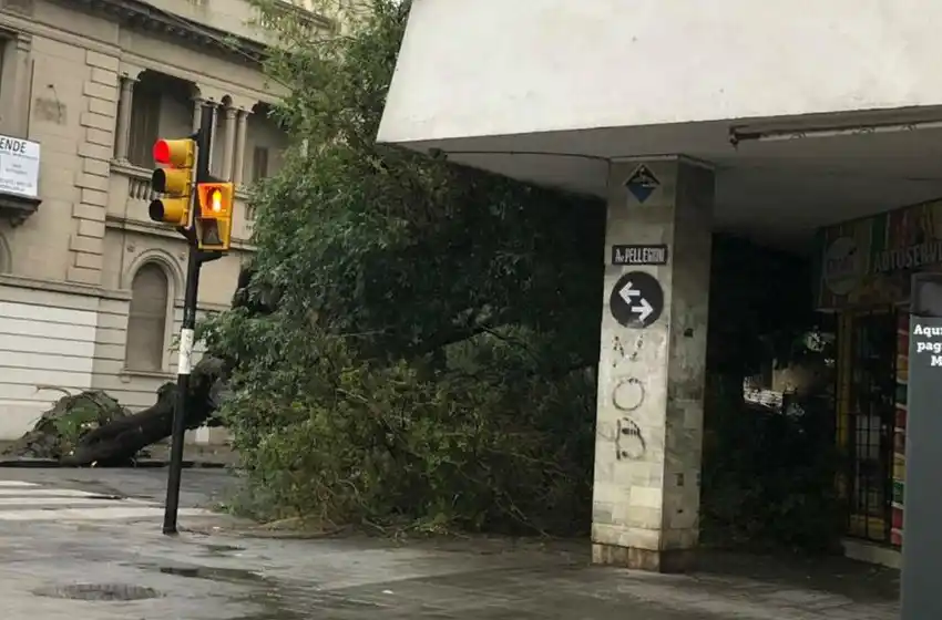 Lo que el agua se llevó: más de 300 árboles caídos tras la tormenta