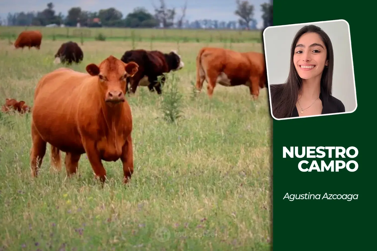ROSGAN: la valorización de los vientres impulsa las decisiones de reposición