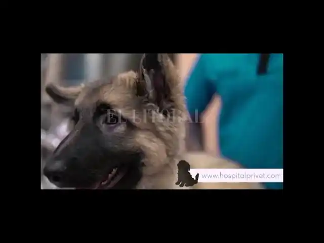 Denunciaron a falso veterinario que realizaba cirugías