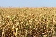 La Sociedad Rural presentó un informe sobre la presión impositiva que el estado ejerce sobre el campo