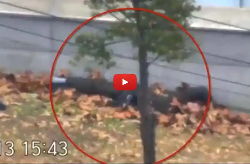 Un soldado norcoreano desertó y es atacado por sus compañeros