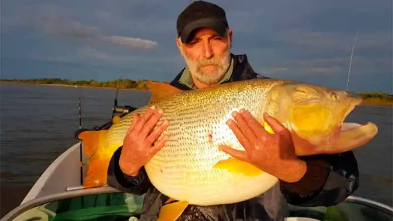 Pescaron un dorado de 24 kilos en el río Paraná y lo devolvieron a las aguas 
