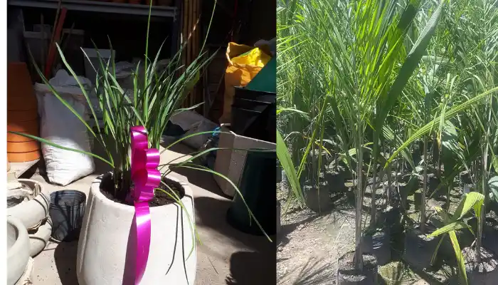 Premios para la mejor vereda