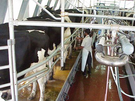 Tamberos piden actualización del precio de la leche cruda 