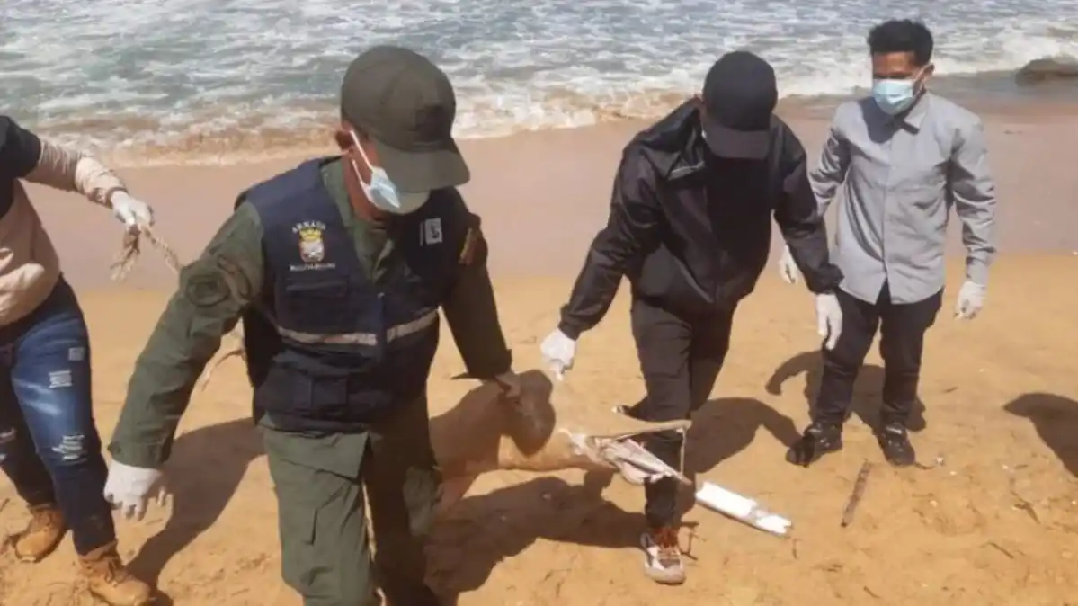 CIFRA SE ELEVA: aparecen más delfines muertos en playas de Carúpano