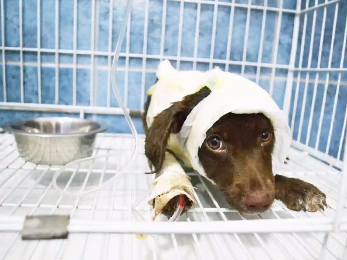 Bio Animalis: “Lamentamos esta decisión”, dijeron tras la liberación del presunto agresor de Chocolate 