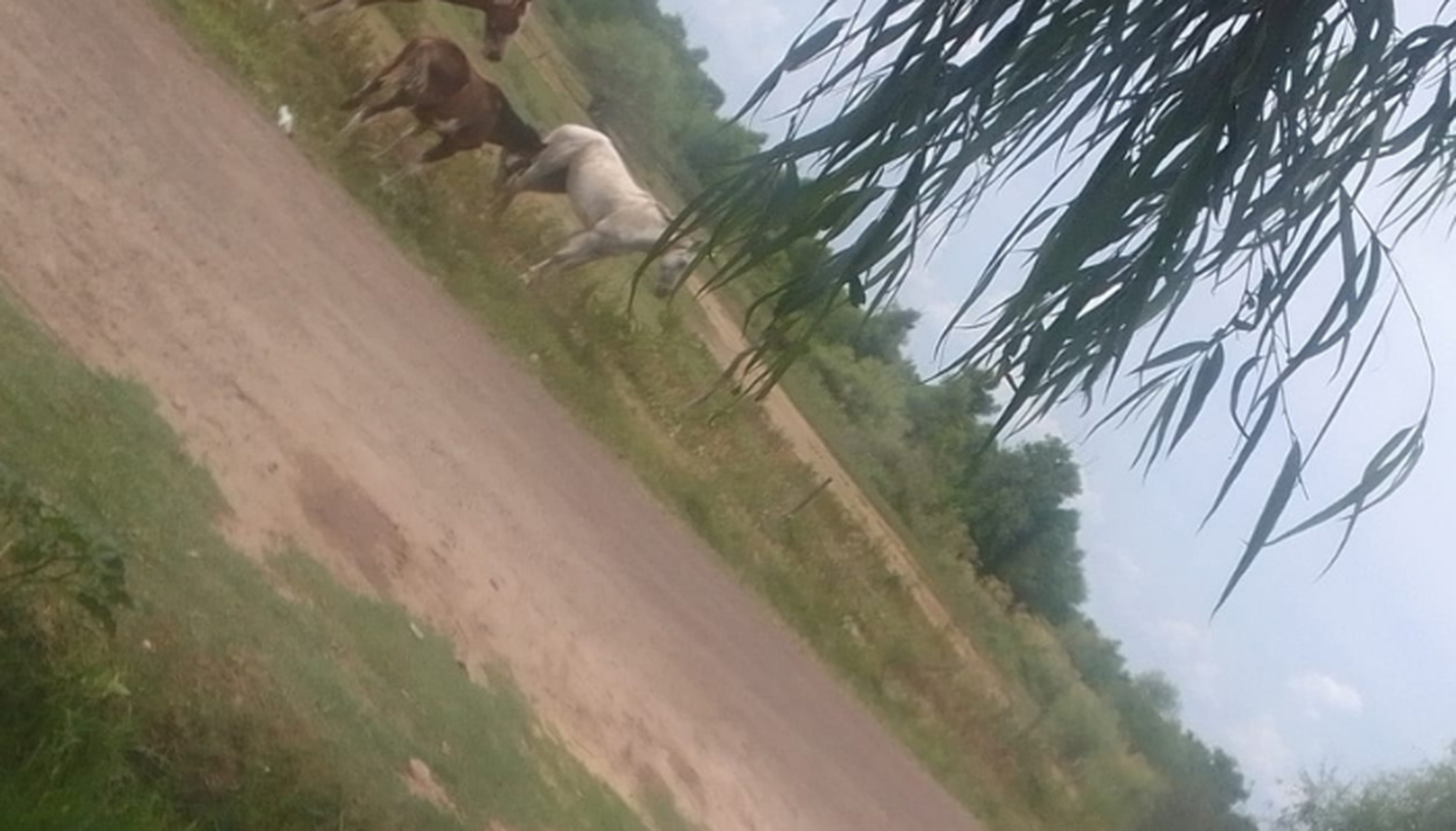 Caballos sueltos y muertos de sed