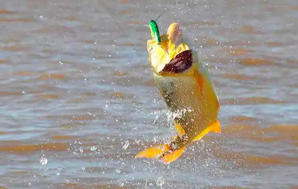 Por unanimidad, se sancionó la Ley que prohíbe su pesca comercial en Entre Ríos