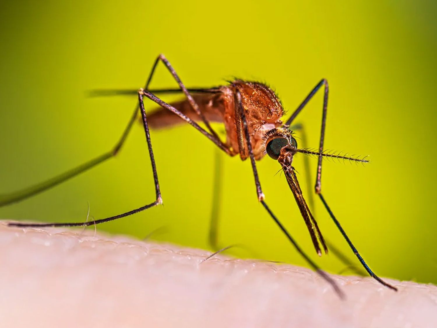 Prevención del Dengue: La Importancia de Identificar al Mosquito Aedes Aegypti