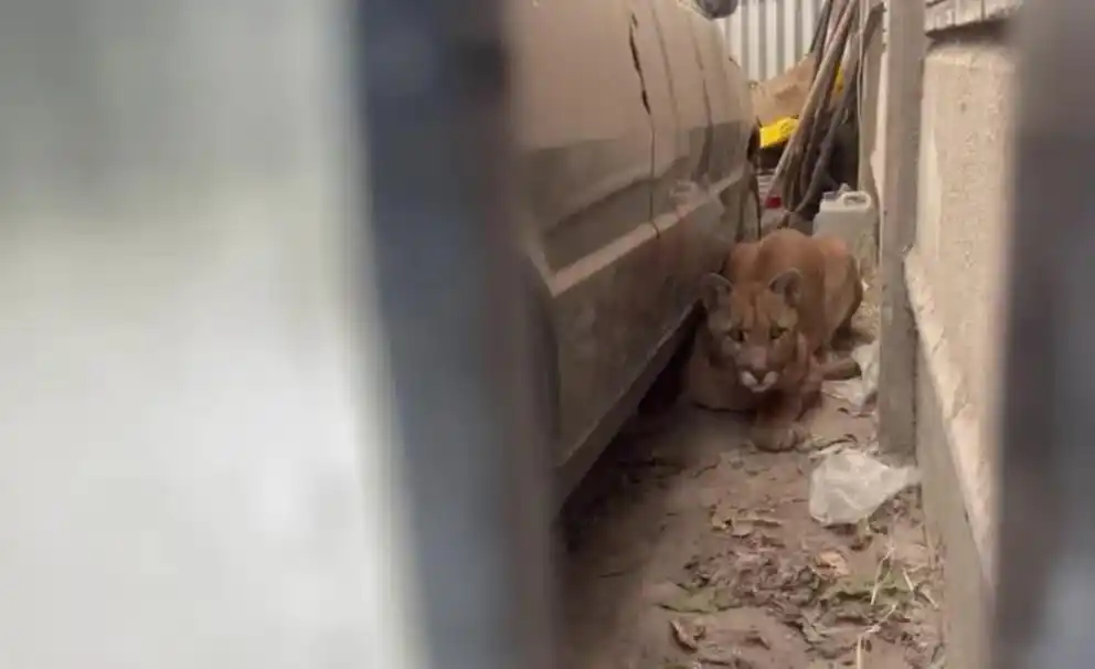Una mujer salió al patio de su casa y se encontró con un puma