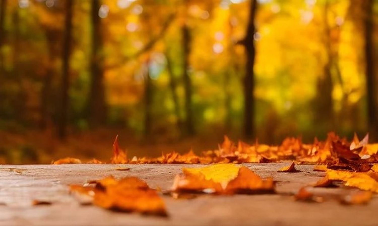 Anuncian un otoño con temperaturas superiores a lo normal para el centro argentino