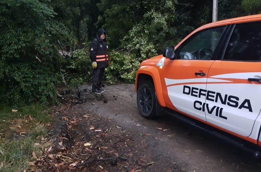 Contínua el alerta meteorológico: se reportaron 11 árboles caídos y cortes de luz
