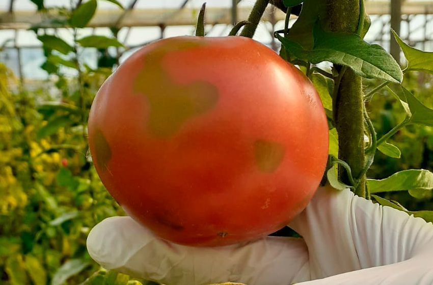 Se detectó virus rugoso del tomate en Mar del Plata