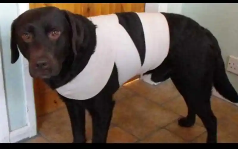 Este truco evitará que tu perro se asuste con la pirotecnia