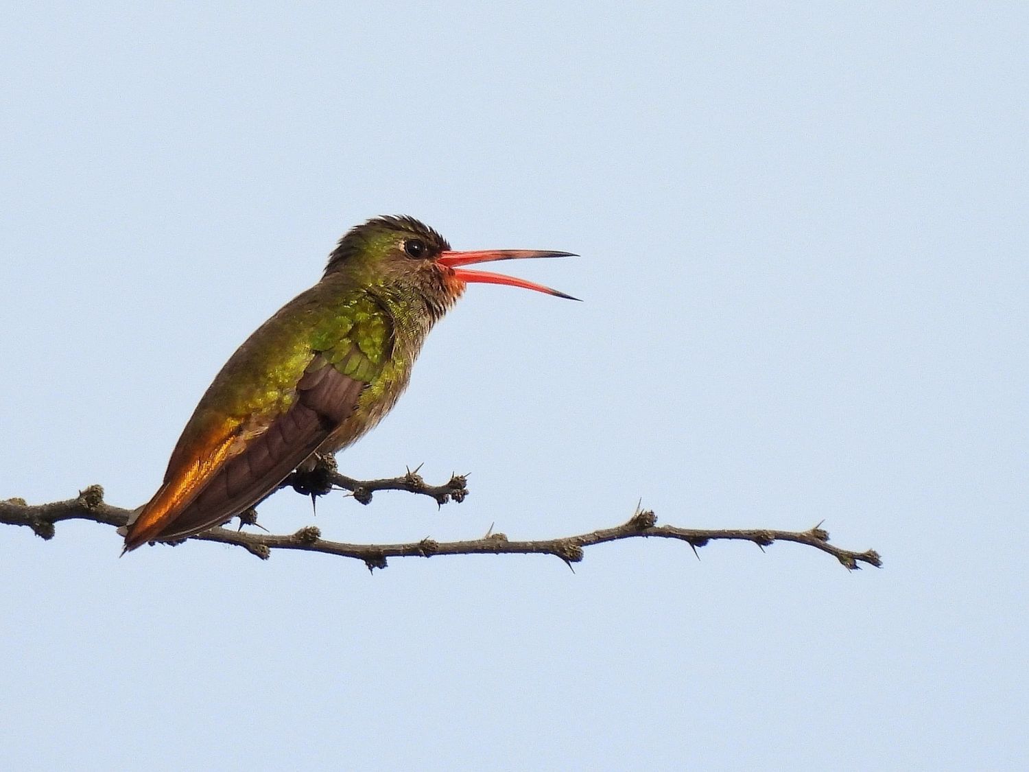 aves ceydas - 3