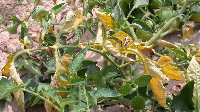 Descubren bacterias aliadas para combatir el Fusarium