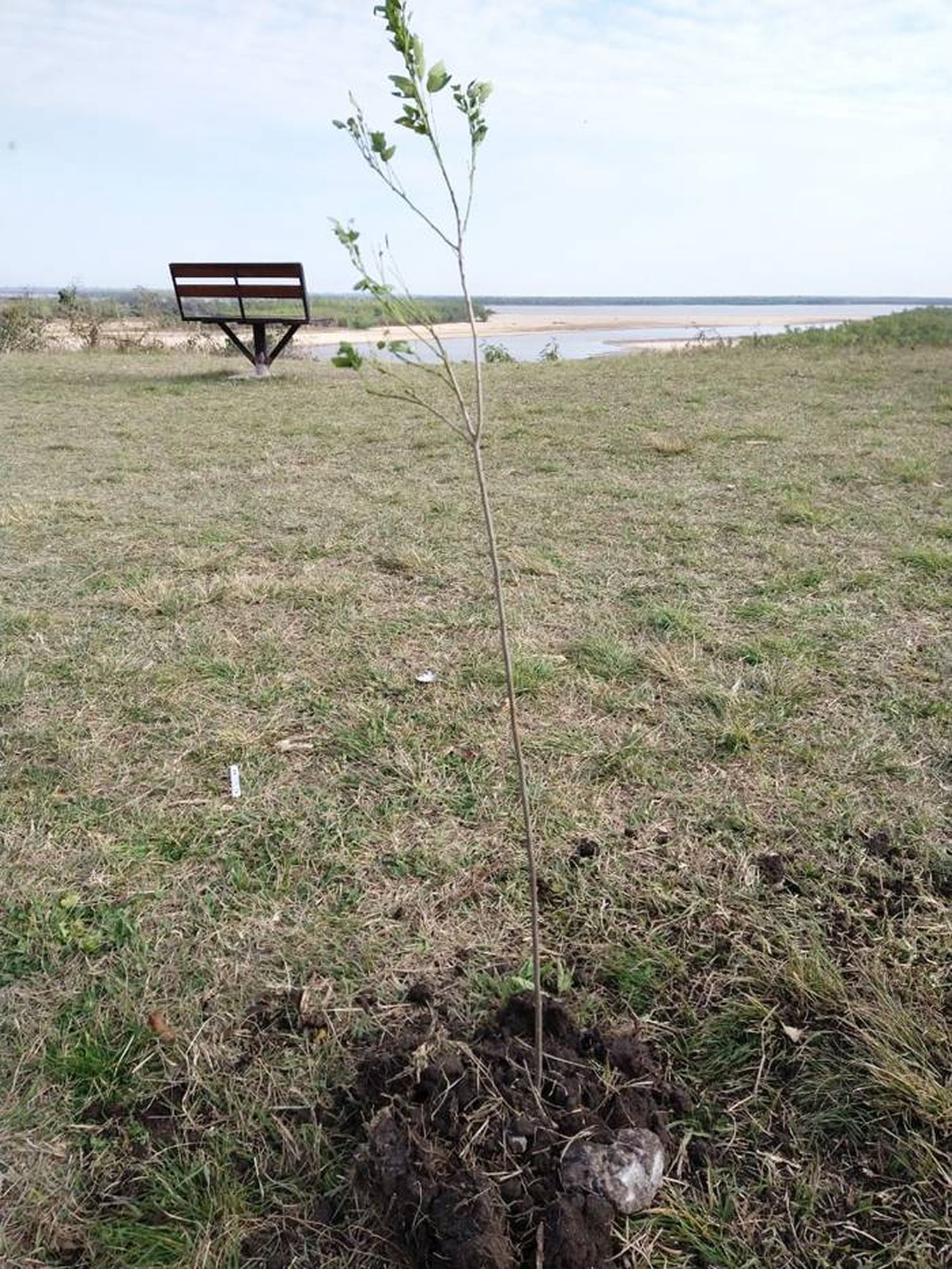 Por el Día del Árbol, las industrias entrerrianas se suman a plantar especies autóctonas