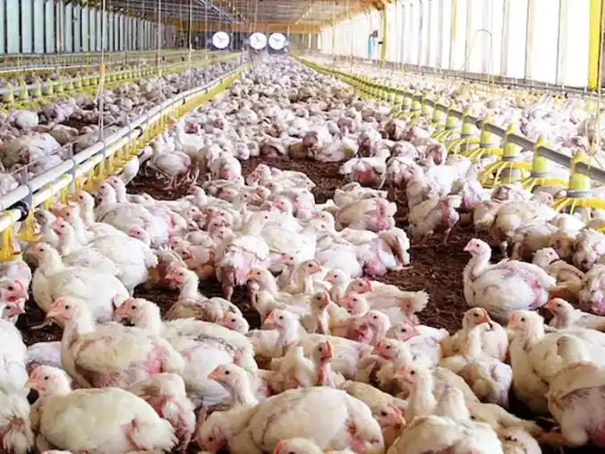 Productores advierten que miles de pollos pueden morir por falta de alimento