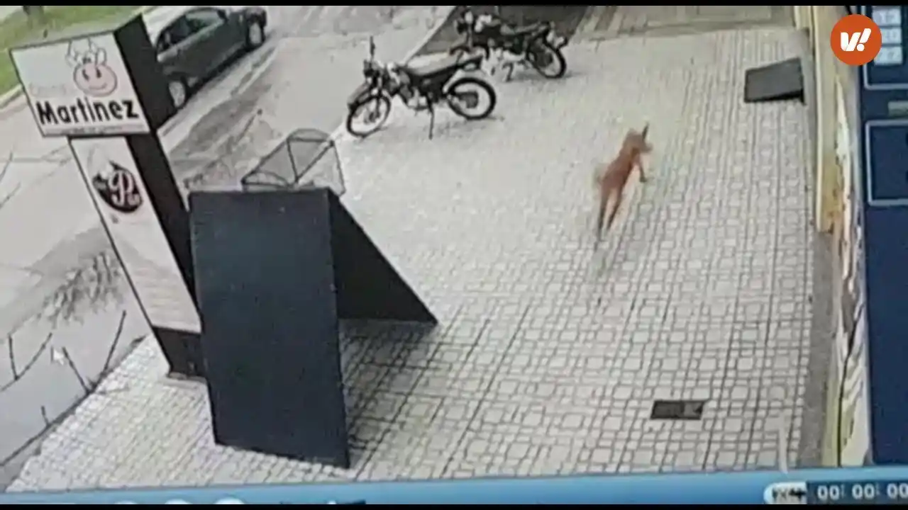 Un puma suelto mantiene en vilo a Córdoba
