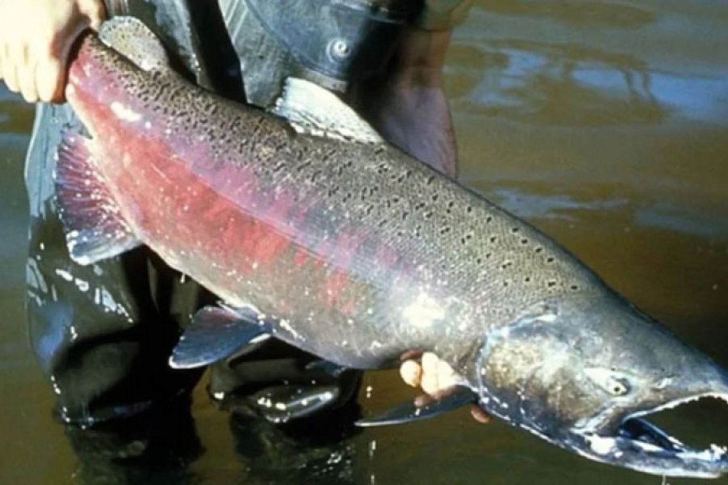 Aparecieron salmones en el río Paraná: dónde, por qué y qué impacto tienen